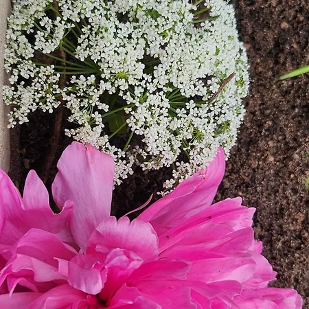 Lägenhet White Haven