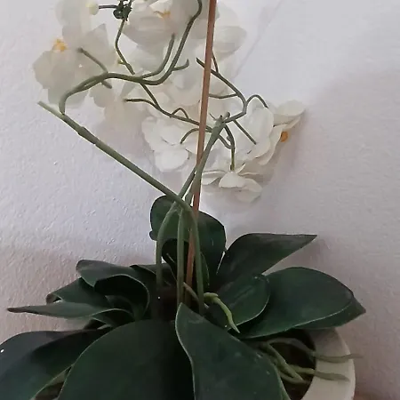 White Haven Lägenhet